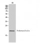 Probetacellulin Polyclonal Antibody