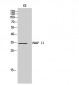 EMAP II Polyclonal Antibody