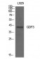 GDF-3 Polyclonal Antibody