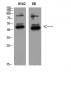 GDF-3 Polyclonal Antibody