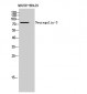 Neuregulin-3 Polyclonal Antibody