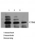 Neuregulin-3 Polyclonal Antibody