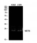 NTN Polyclonal Antibody