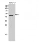 BMP-2 Polyclonal Antibody