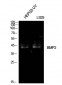 BMP-2 Polyclonal Antibody