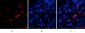 BMP-2 Polyclonal Antibody