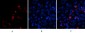 BMP-2 Polyclonal Antibody