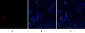 BMP-2 Polyclonal Antibody