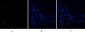 BMP-2 Polyclonal Antibody