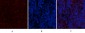 BMP-2 Polyclonal Antibody