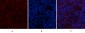 BMP-2 Polyclonal Antibody