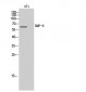 BMP-6 Polyclonal Antibody