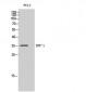 IRF-1 Polyclonal Antibody