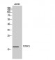 FUNDC1 Polyclonal Antibody