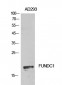 FUNDC1 Polyclonal Antibody