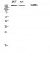 CD11b Polyclonal Antibody