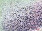 RNase III Drosha Polyclonal Antibody