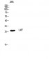 LAT Polyclonal Antibody