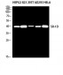 SR-1D Polyclonal Antibody