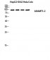 ADAMTS-2 Polyclonal Antibody