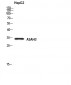 ASAH3 Polyclonal Antibody