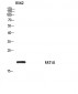 FAT10 Polyclonal Antibody