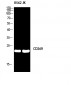 CD269 Polyclonal Antibody