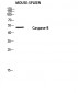 Cleaved-Caspase-8 p18 (S217) Polyclonal Antibody