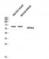 Karyopherin α2 Polyclonal Antibody