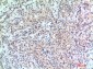 p300 Polyclonal Antibody