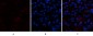 p300 Polyclonal Antibody