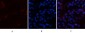 p300 Polyclonal Antibody