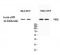 p300 Polyclonal Antibody