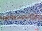 C7 Polyclonal Antibody