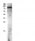 C7 Polyclonal Antibody