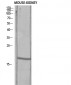 TGFα Polyclonal Antibody