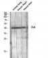 EDA Polyclonal Antibody