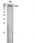 Integrin α3 Polyclonal Antibody