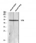 Vitronectin Polyclonal Antibody