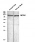 CD56 Polyclonal Antibody