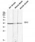 CD72 Polyclonal Antibody
