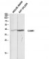 CD88 Polyclonal Antibody