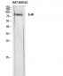 IL-4Rα Polyclonal Antibody