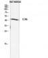 CKR-6 Polyclonal Antibody