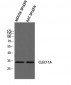 SCGF Polyclonal Antibody