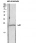 IL-22 Polyclonal Antibody