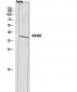 Inhibin β-C Polyclonal Antibody