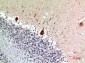 Nodal Polyclonal Antibody