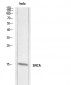 Synuclein-α Polyclonal Antibody