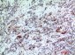 BATF3 Polyclonal Antibody